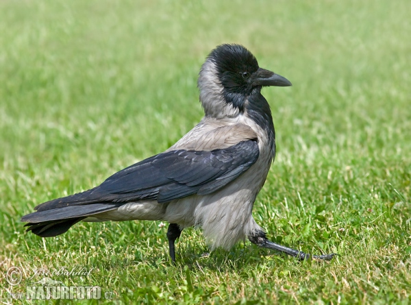 Hooded Crow (Corvus cornix)