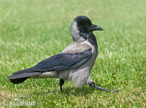 Hooded Crow (Corvus corone cornix)