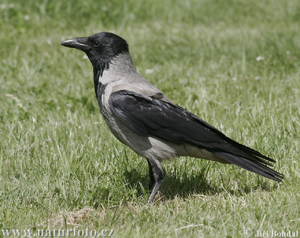 Hooded Crow (Corvus corone cornix)