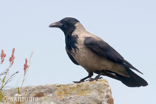 Hooded Crow (Corvus corone cornix)