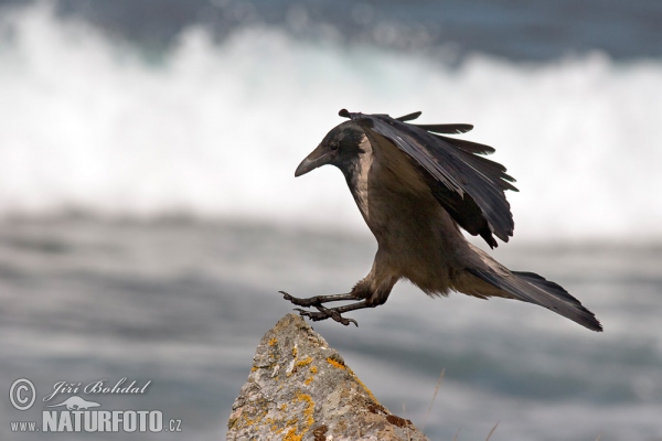 Hooded Crow (Corvus cornix)