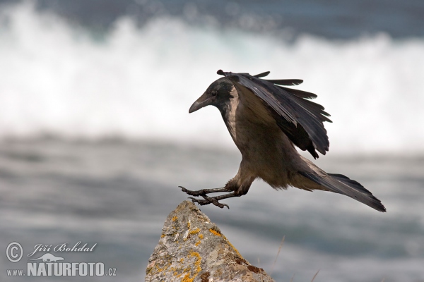 Hooded Crow (Corvus corone cornix)