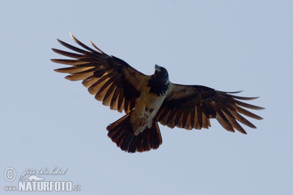 Hooded Crow (Corvus cornix)