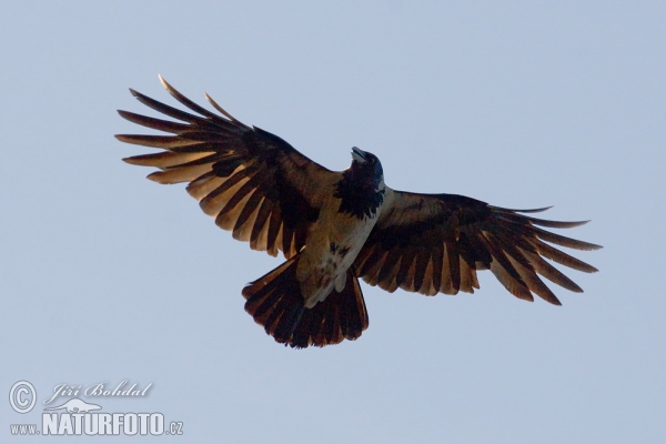 Hooded Crow (Corvus corone cornix)