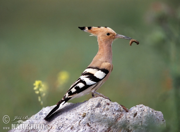 Hoopoe (Upupa epops)