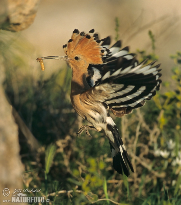 Hoopoe (Upupa epops)