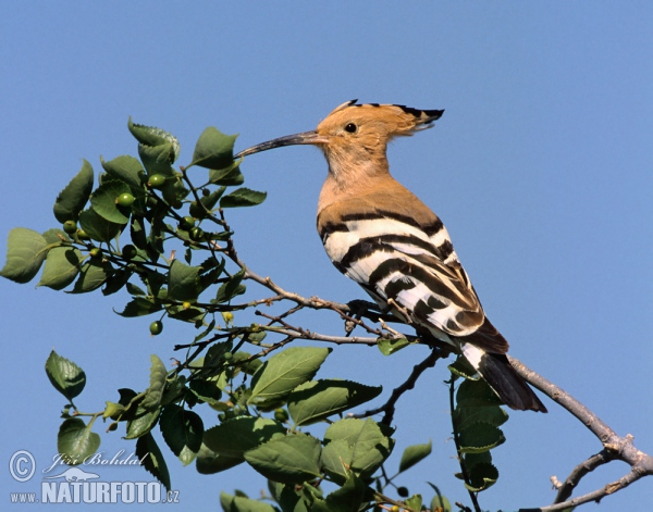 Hoopoe (Upupa epops)