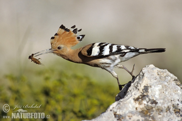 Hoopoe (Upupa epops)