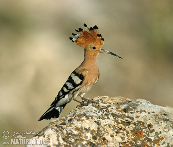 Hoopoe (Upupa epops)