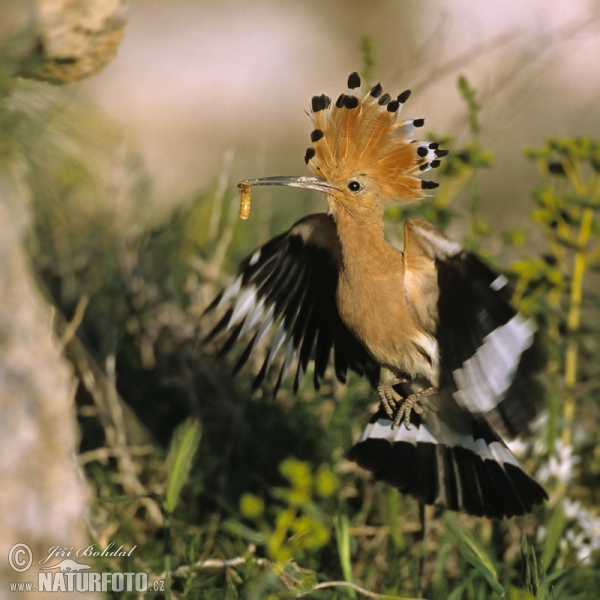 Hoopoe (Upupa epops)