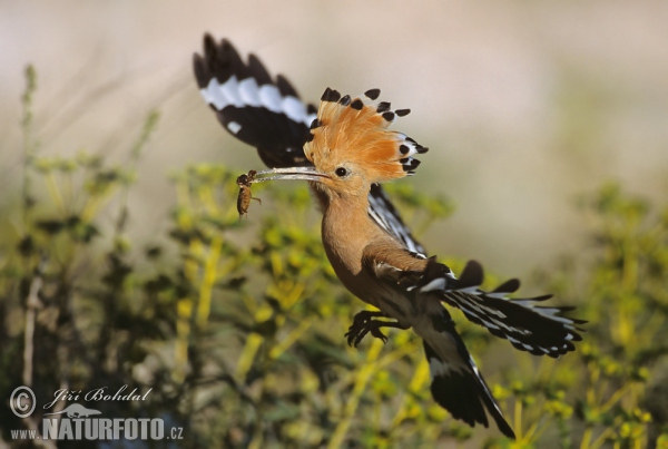 Hoopoe (Upupa epops)