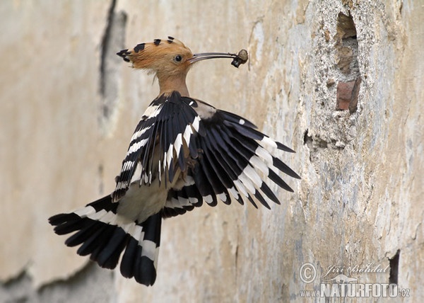 Hoopoe (Upupa epops)