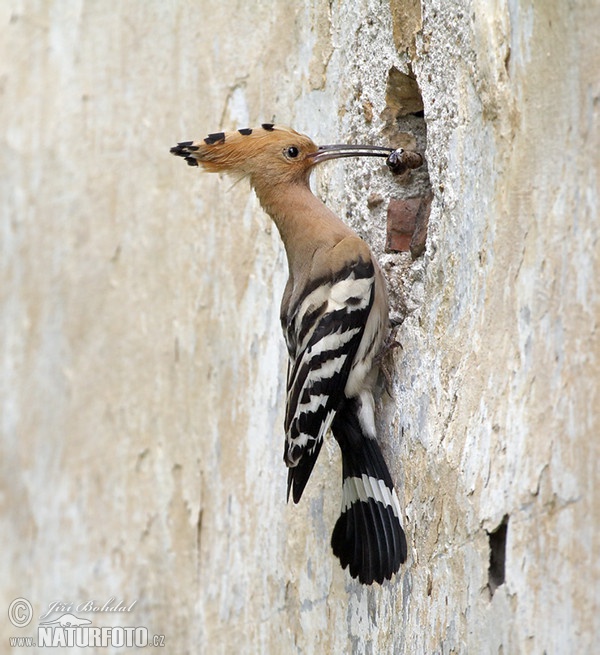 Hoopoe (Upupa epops)