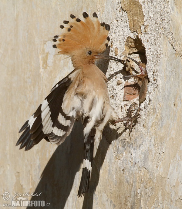 Hoopoe (Upupa epops)