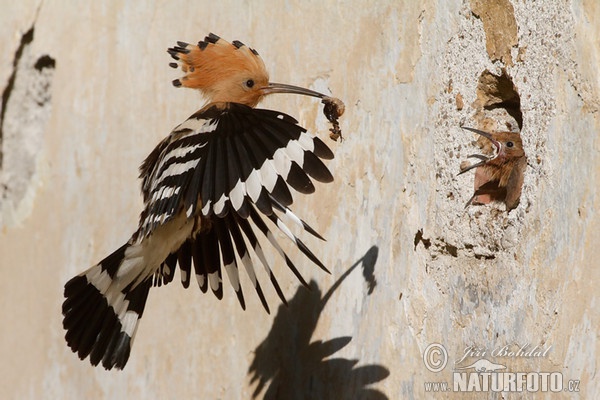 Hoopoe (Upupa epops)