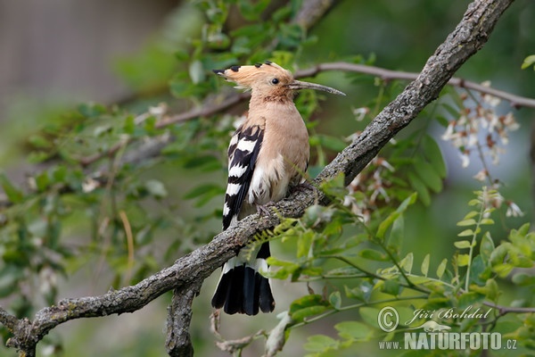 Hoopoe (Upupa epops)