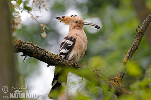 Hoopoe (Upupa epops)