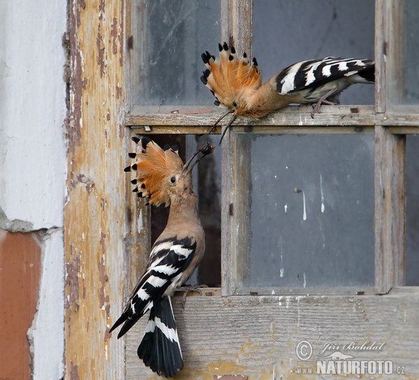 Hoopoe (Upupa epops)