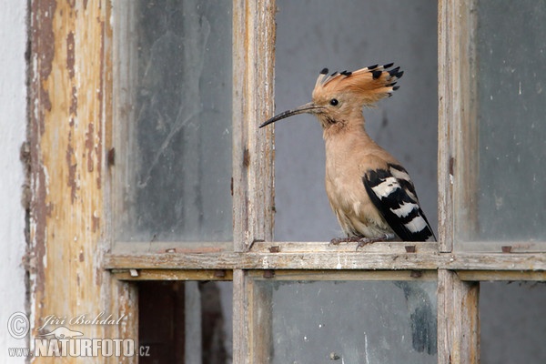 Hoopoe (Upupa epops)