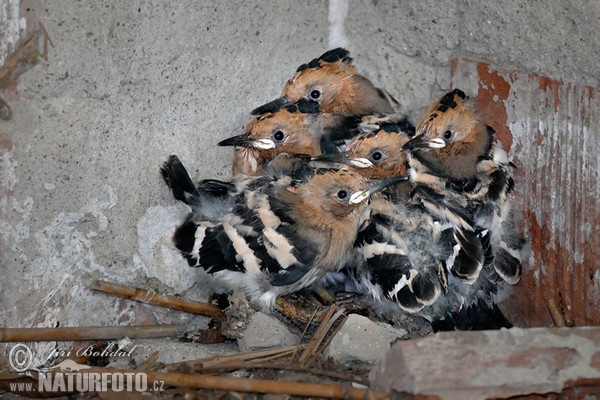 Hoopoe (Upupa epops)