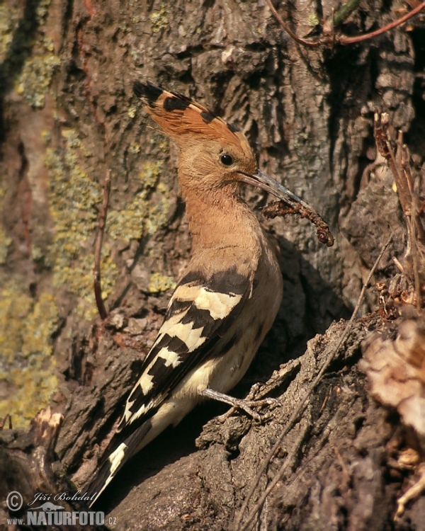 Hoopoe (Upupa epops)