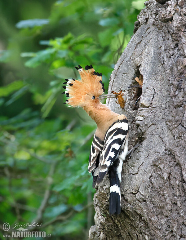 Hoopoe (Upupa epops)