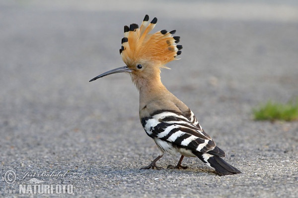 Hop vogel