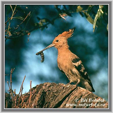 Hop vogel