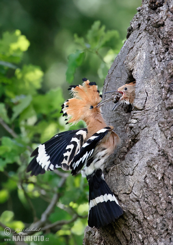 Hop vogel