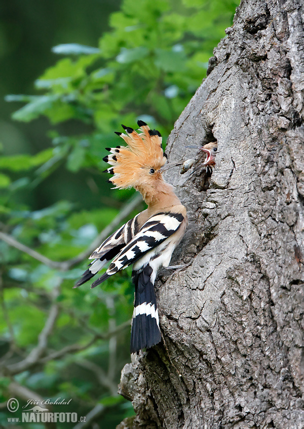 Hop vogel