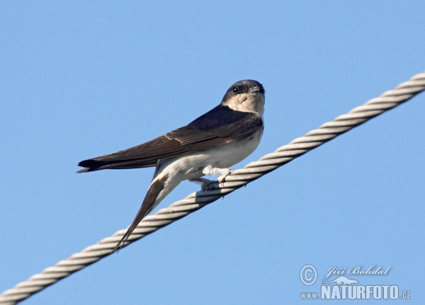 House Martin (Delichon urbica)