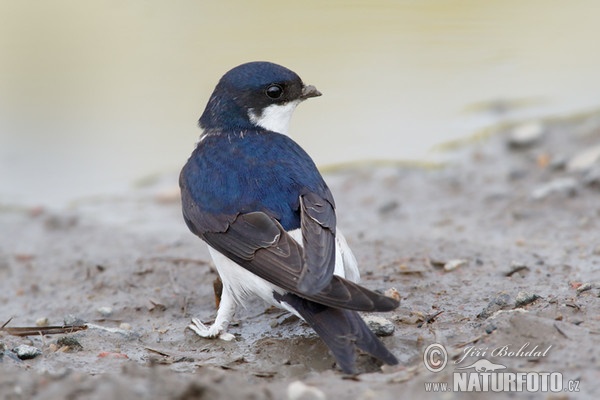 House Martin (Delichon urbica)