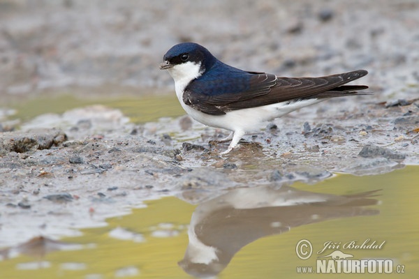 House Martin (Delichon urbica)