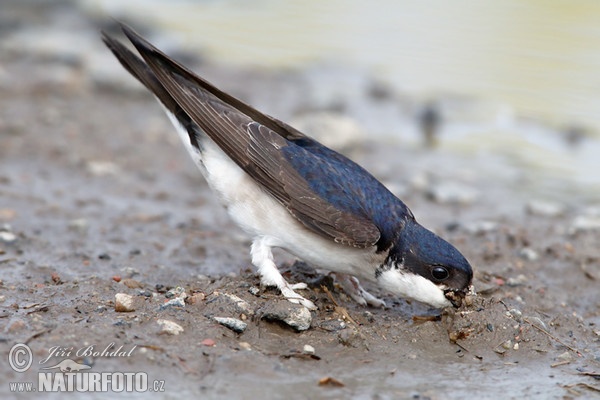 House Martin (Delichon urbica)