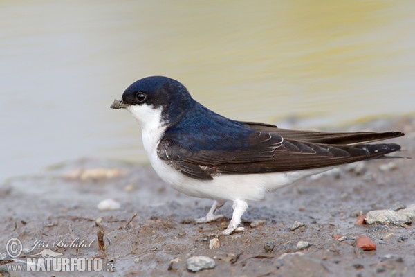 House Martin (Delichon urbica)