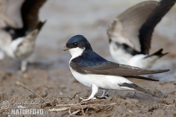 House Martin (Delichon urbica)