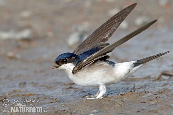 House Martin (Delichon urbica)