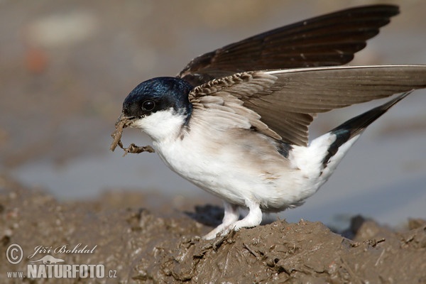 House Martin (Delichon urbica)