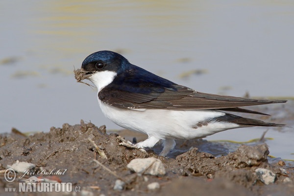 House Martin (Delichon urbica)