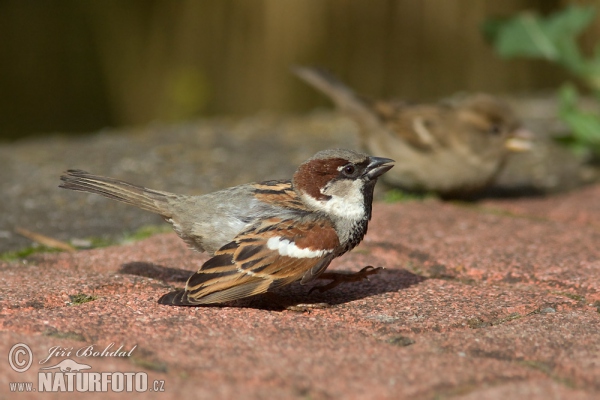 House Sparrow (Passer domesticus)