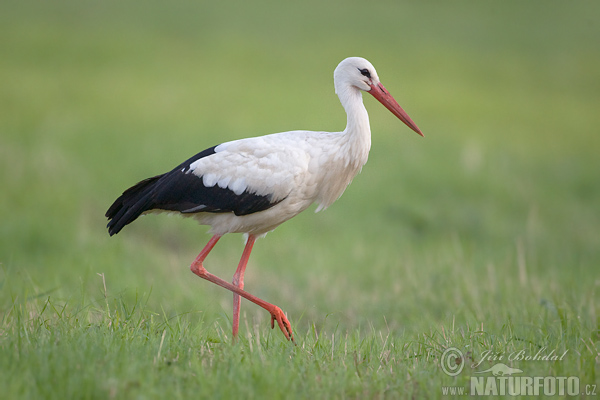 Hvid stork