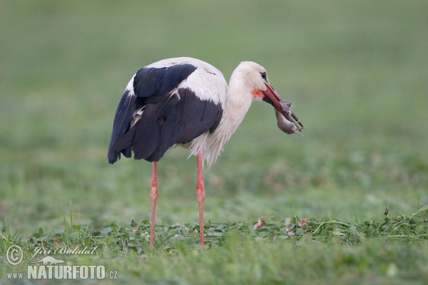 Hvid stork