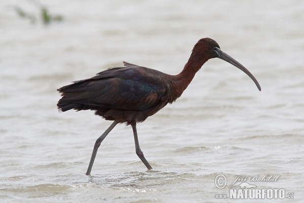 Ibis falcinelle