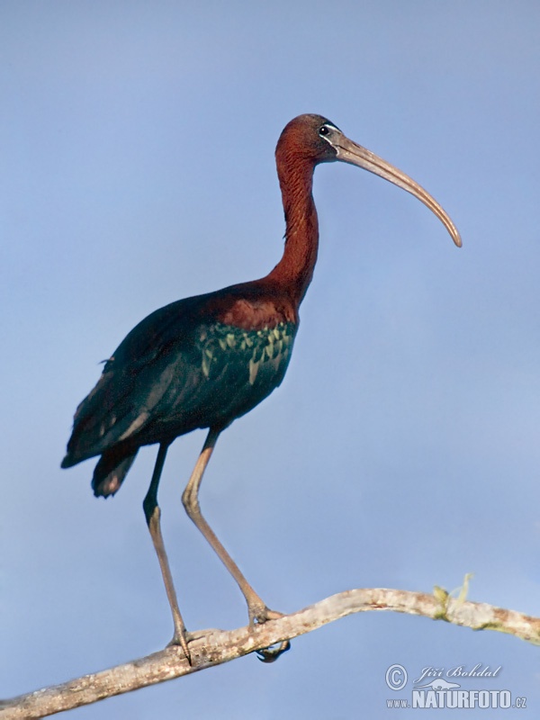 Ibis falcinelle