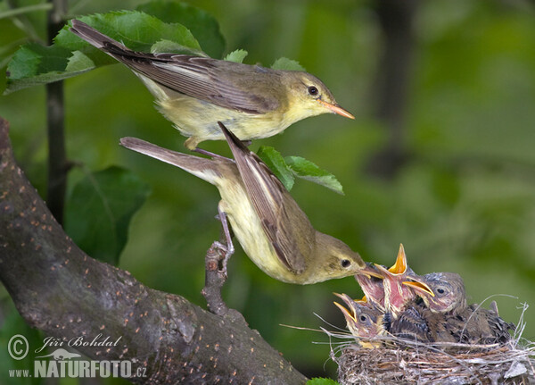 Icterine Warbler (Hippolais icterina)