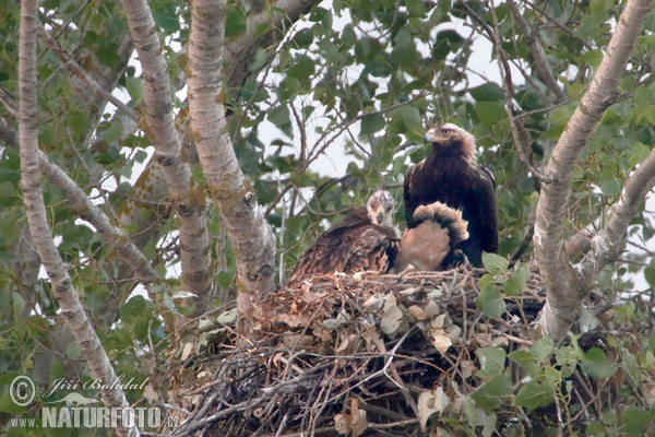 Imperial Eagle (Aquila heliaca)