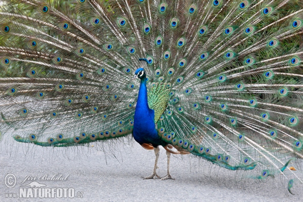 Indian Peafowl (Pavo cristatus)