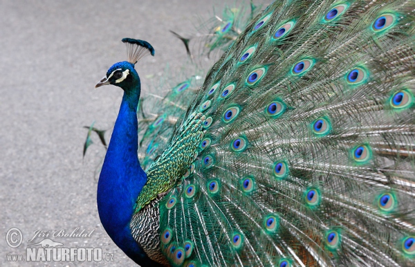 Indian Peafowl (Pavo cristatus)