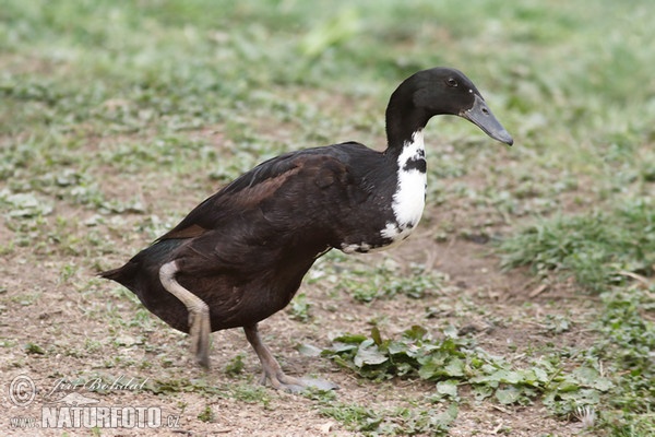 Indian Runner Duck (Anas platyrhynchus f. domestica)