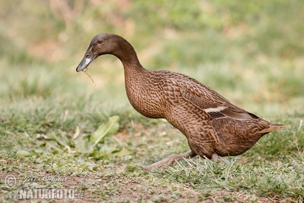 Indian Runner Duck (Anas platyrhynchus f. domestica)